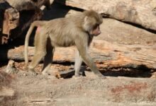 fraudulent caller tracking division