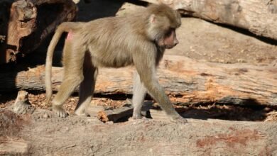 fraudulent caller tracking division