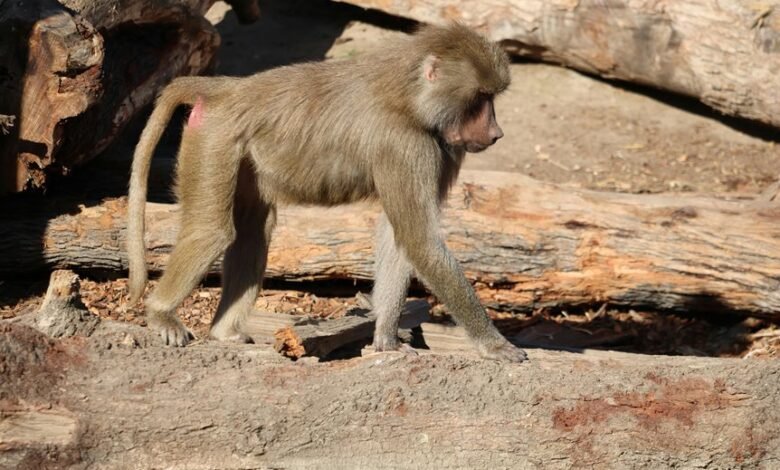 fraudulent caller tracking division